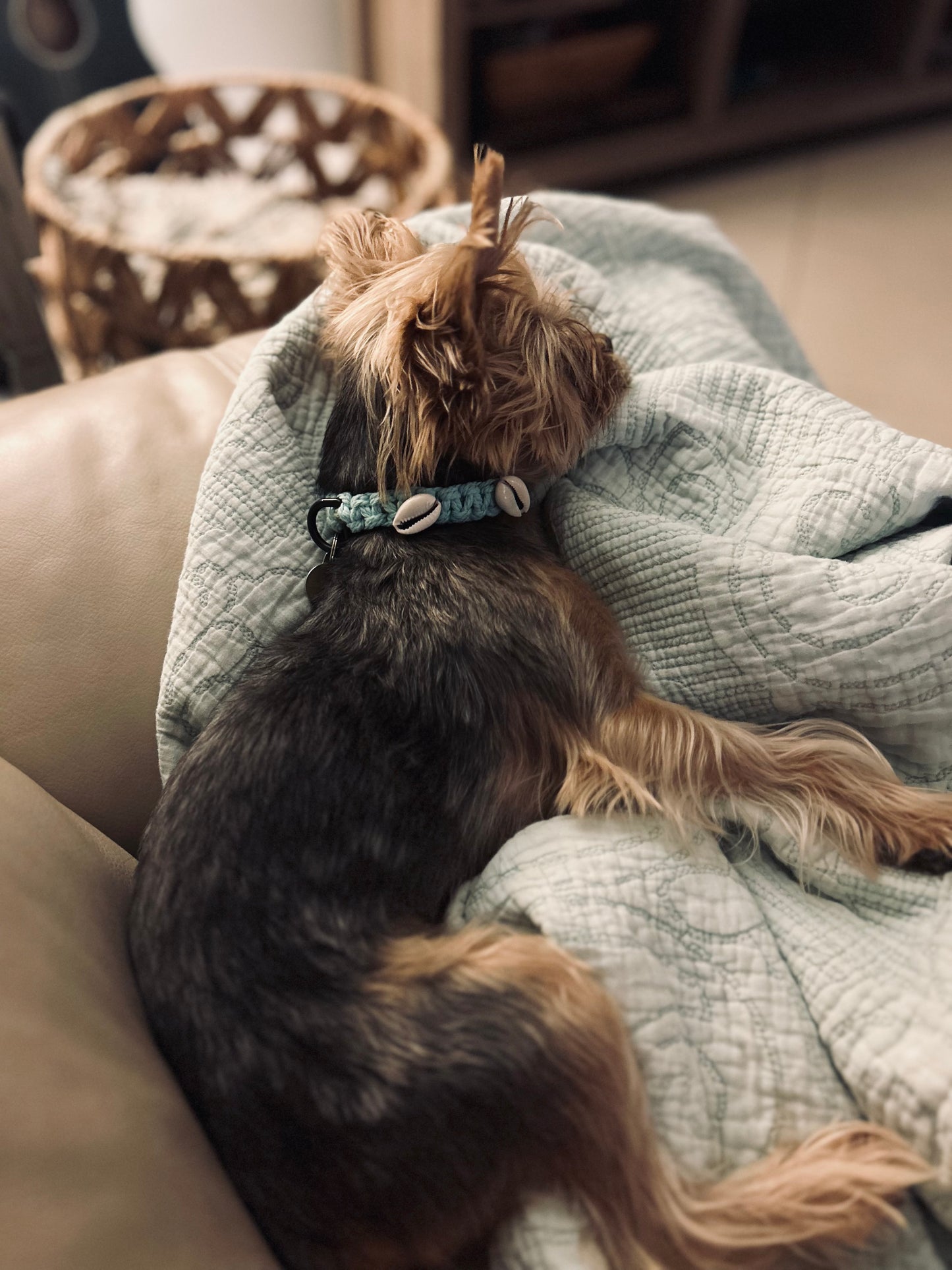 Macramé Pet Collar